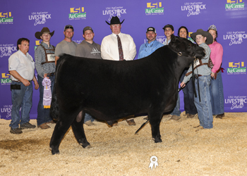 Reserve Grand Champion Bred-and-owned Bull