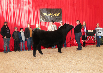 Grand Champion Bred-and-owned Bull