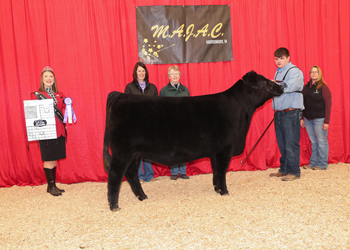 Bred-and-owned Senior Heifer Calf Champion