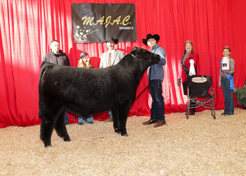 Reserve Grand Champion Bred-and-owned Bull