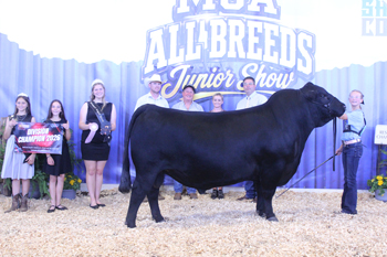 Reserve Grand Champion Bull