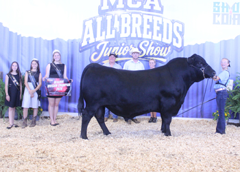 Reserve Senior Champion Bull