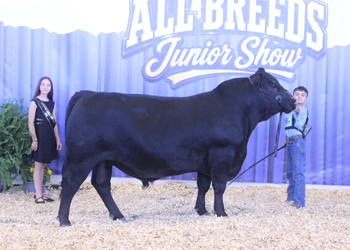 Reserve Junior Champion Bull