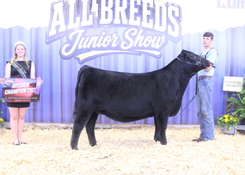 Owned Intermediate Champion Heifer