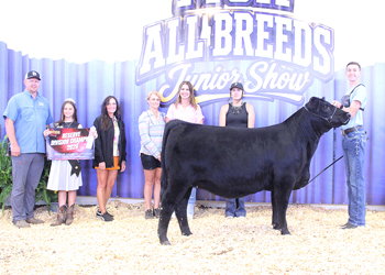 Owned Reserve Intermediate Champion Heifer
