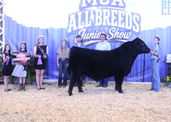 Grand Champion Bull