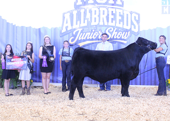 Grand Champion Steer