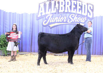 Owned Reserve Senior Heifer Calf Champion