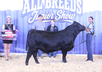 Senior Bull Calf Champion