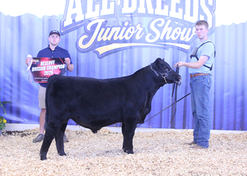 Reserve Senior Bull Calf Champion