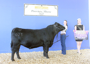 Junior Champion Bull