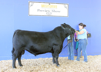 Reserve Junior Champion Bull