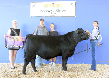 Senior Bull Calf Champion