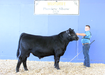 Reserve Senior Bull Calf Champion
