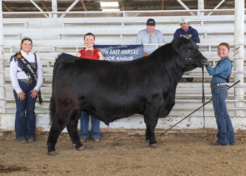 Grand Champion Bull