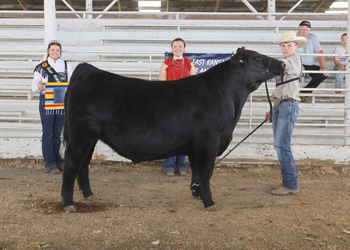 Grand Champion Steer