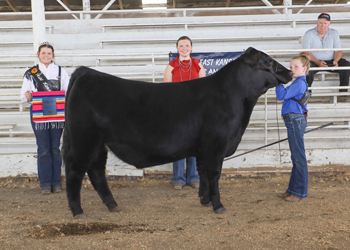 Reserve Grand Champion Steer