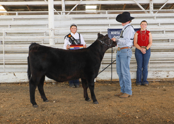 Grand Champion Bred-and-owned Female