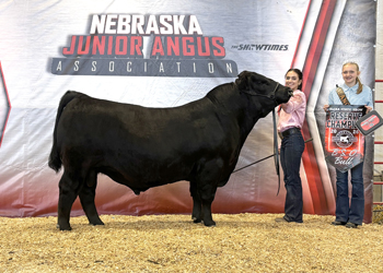 Reserve Grand Champion Bred-and-owned Bull