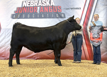 Reserve Grand Champion Steer