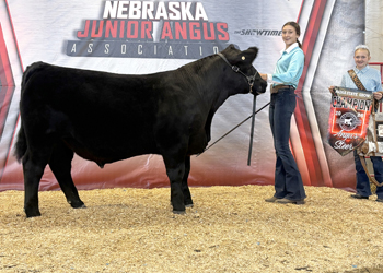 Grand Champion Steer