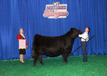 Bred-and-owned Reserve Senior Champion Female