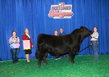 Resereve Senior Champion Bull