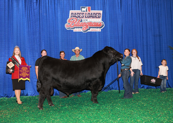 Senior Champion Bull