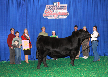 Bred-and-owned Reserve Intermediate Champion Bull