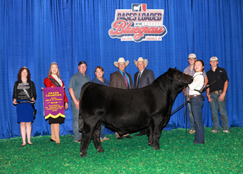 Grand Champion Bred-and-owned Bull