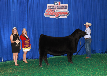 Owned Junior Champion Heifer--division 4