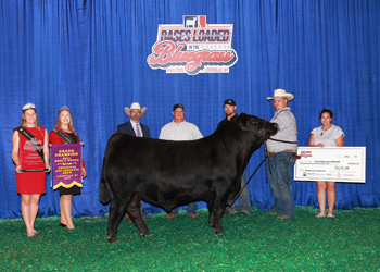 Grand Champion PGS Bull