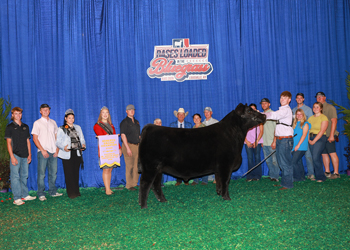 Reserve Grand Champion Steer