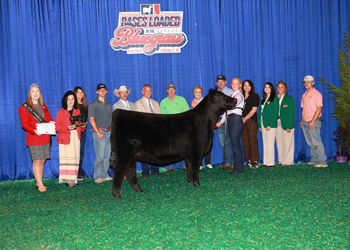 Grand Champion Bred-and-owned Female