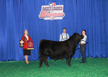 Bred-and-owned Senior Bull Calf Champion