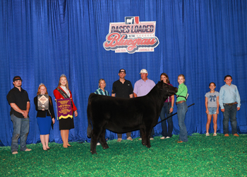Intermediate Chamipon Heifer Div 1