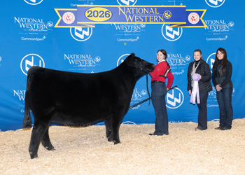 Reserve Intermediate Champion Heifer