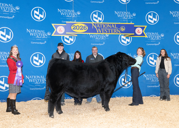 Intermediate Champion Bull