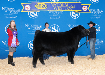 Senior Bull Calf Champion