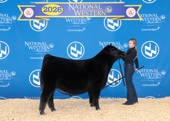 Junior Bull Calf Champion