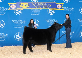 Reserve Summer Heifer Calf Champion