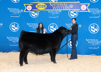 Reserve Summer Bull Calf Champion