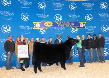 Reserve Grand Champion Female