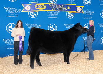 Bred-and-owned Senior Heifer Calf Champion