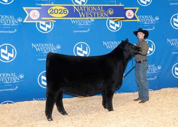 Intermediate Champion Heifer