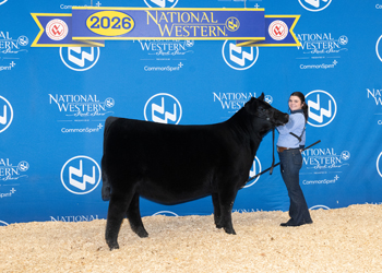 Junior Heifer Calf Champion-Division 2