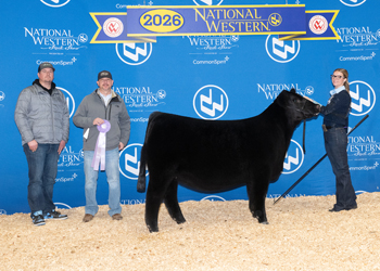 Reserve Junior Heifer Calf Champion-Division 2