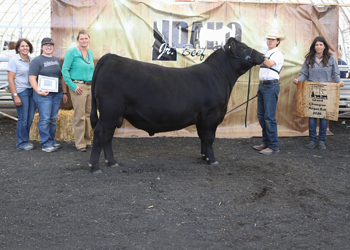 Grand Champion Bred-and-owned Bull