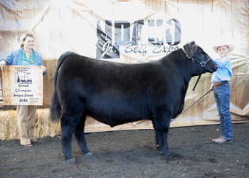 Grand Champion Steer