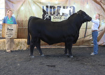 Reserve Grand Champion Bred-and-owned Bull
